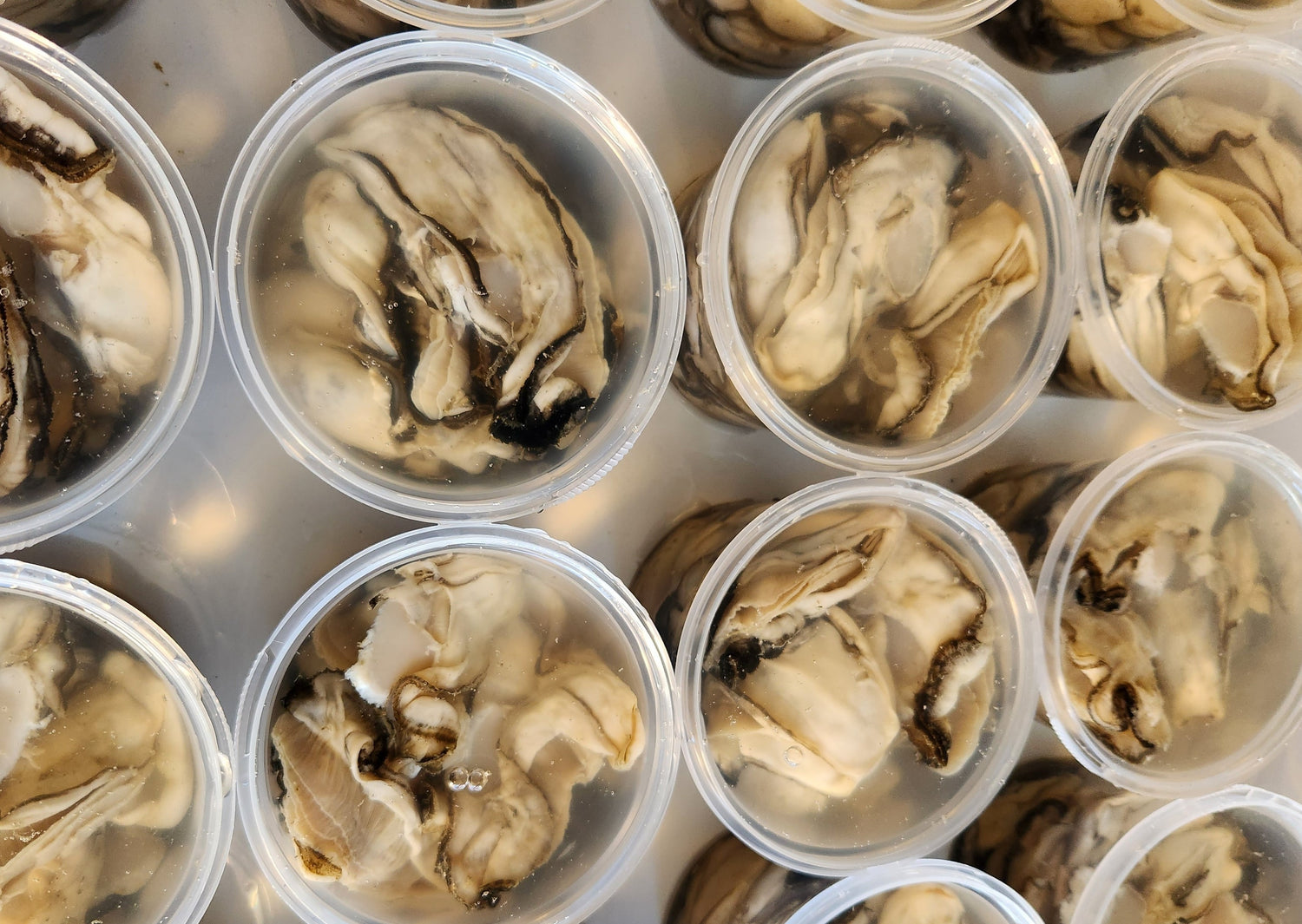 Oysters