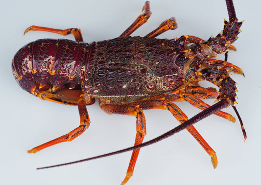 Fresh Raw NZ Crayfish