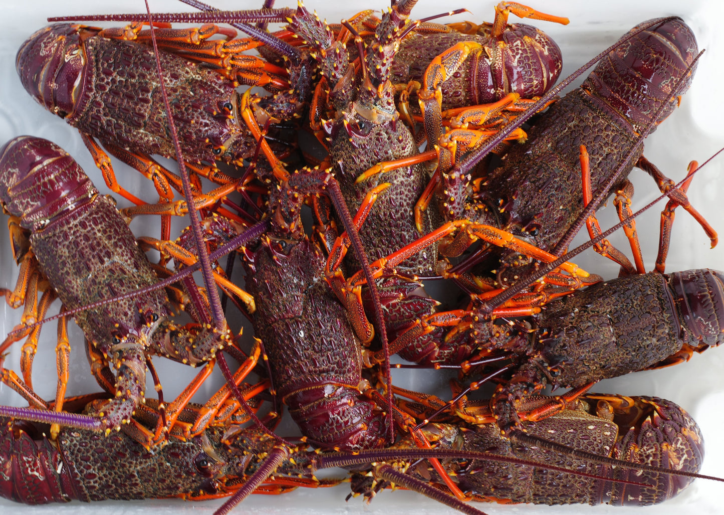 Bulk Fresh Crayfish - Wholesale Rate