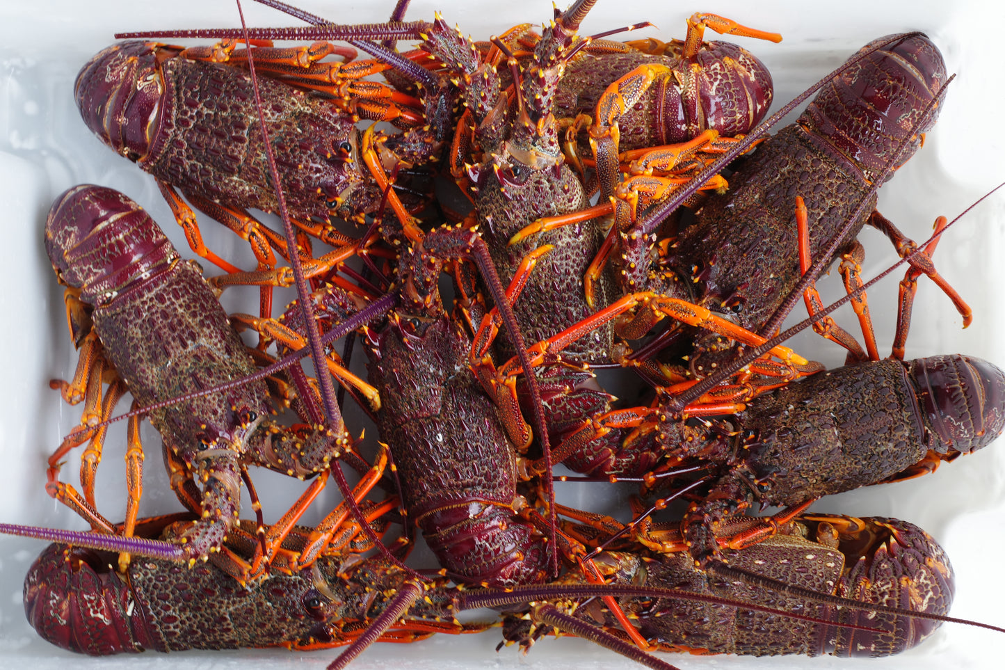 Fresh Raw NZ Crayfish