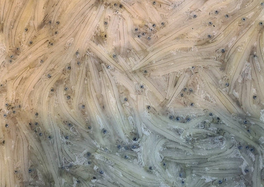 whitebait