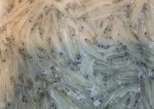 Frozen NZ Whitebait