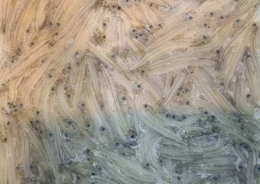 Frozen NZ South Island Whitebait 500g