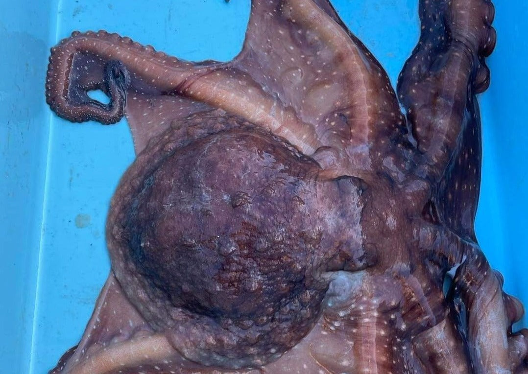 octopus